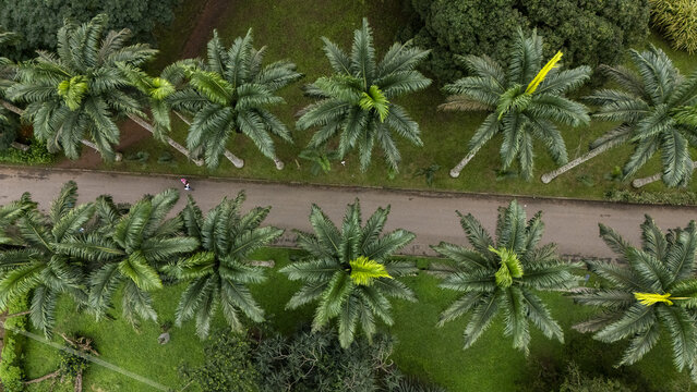 Aerial view of Aburi Botanical Gardens and Park featuring rows of tall palm trees lining a paved walkway in Aburi, Eastern Region, Ghana.