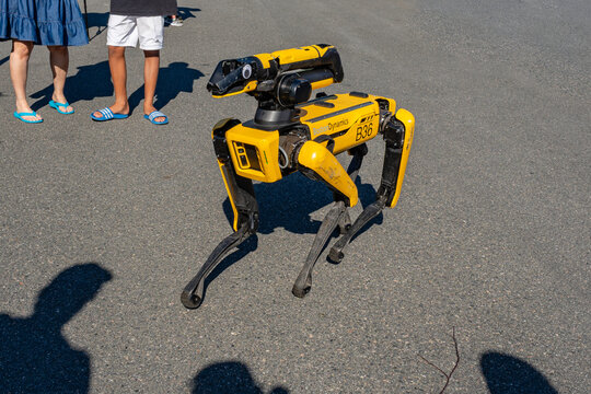 Saugus, MA, US-July 19, 2026: A yellow Boston Dynamics Spot robot dog demonstration at a local community event.