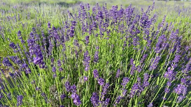 Blooming Purple Lavender Swaying in Summer Field with Soft Bokeh