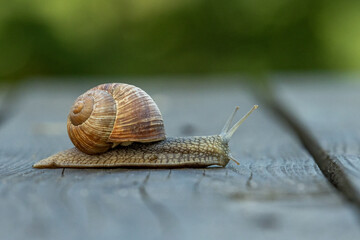 Belarus. Mogilev. Grape snail crawling on a board. © Алексей Смышляев