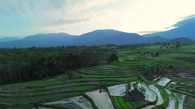Aerial view of Kemumu rice terraces with lush green paddies and water-filled fields set against distant mountains in Arma Jaya, Bengkulu, Indonesia.