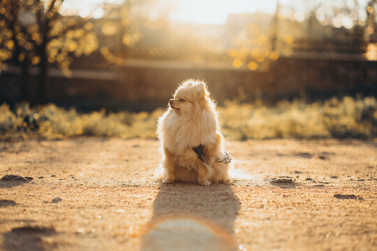 Fluffy pomeranian spitz sitting on ground at sunset during golden hour. Backlit pet outdoor lifestyle portrait.
