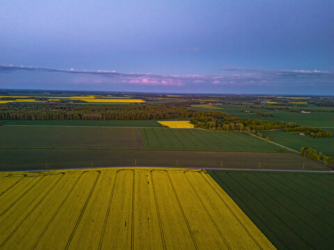 Aerial view of vibrant yellow rapeseed fields and green agricultural land under a soft twilight sky in Jelgava, Latvia.