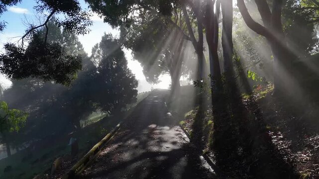 Aerial view of Wakapuaka Cemetery with sun rays filtering through trees along a path in Nelson, Nelson Region, New Zealand.