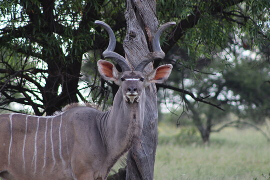 View of a male greater kudu with large spiral horns standing near a tree at Finfoot Lake Reserve By Dream Resorts, Bojating, North West, South Africa.