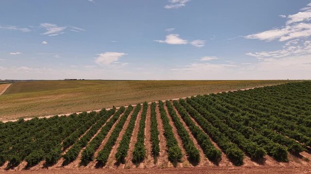 Green farmland under dramatic sky in Rueda