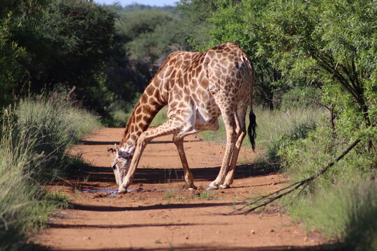 View of a giraffe drinking water from a puddle on a dirt road at Finfoot Lake Reserve By Dream Resorts in Bojating, North West, South Africa.