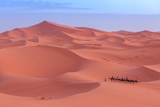 View of a camel caravan trekking across the vast orange sand dunes of the Sahara Desert under a clear blue sky in Morocco.
