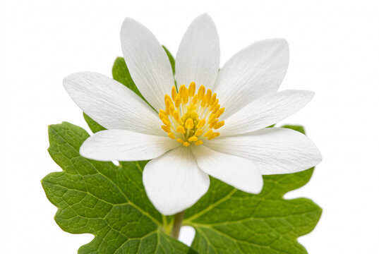 Single open white bloodroot wildflower with a vibrant yellow center and green leaves