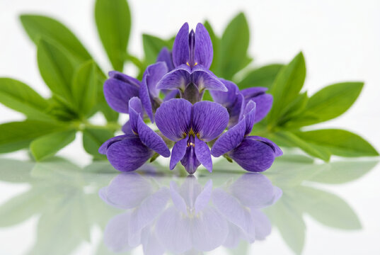 Purple baptisia flower on reflective surface with green leaves