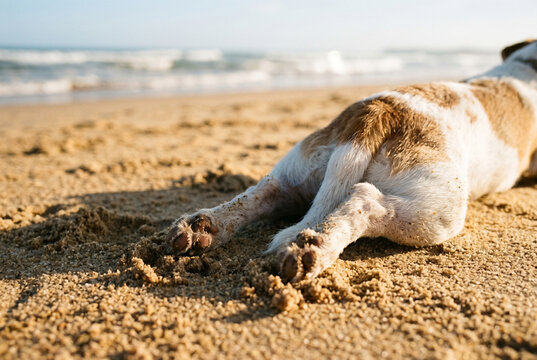 Hind legs and paws of a small dog relaxing flat on a sandy beach