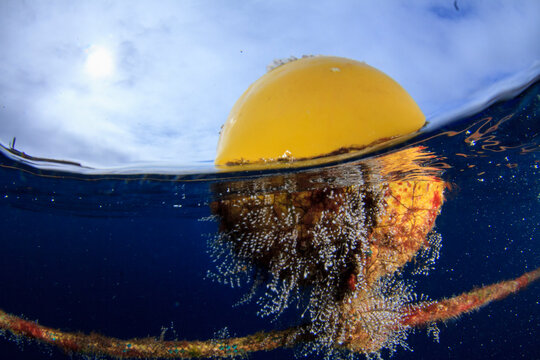 Split shot of yellow ocean buoy with underwater marine biofouling