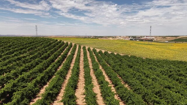 Aerial reveal of vineyards in Rueda Valladolid