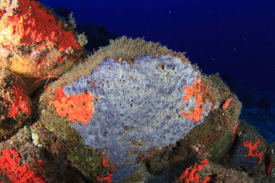 Encrusting sea sponges and arrow crab on underwater rocky reef