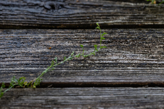 Photo of green weed like vine growing through old warn wooden planks. Textured background