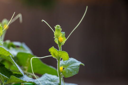 Close up photo of tendrils from a cantaloupe plant growing straight up and yellow blooming bud.
