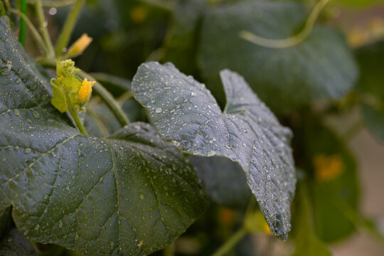 Photo of dew covered leafs of a cantaloupe plant in backyard garden. 