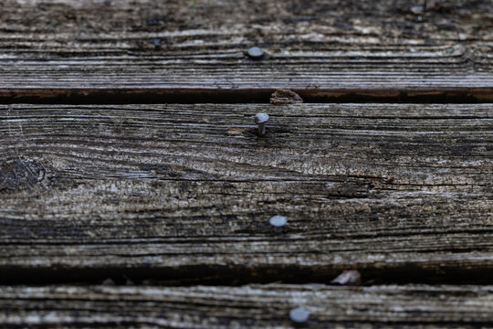 Rough textured background photo of gray weathered wooden planks with nails sticking up.