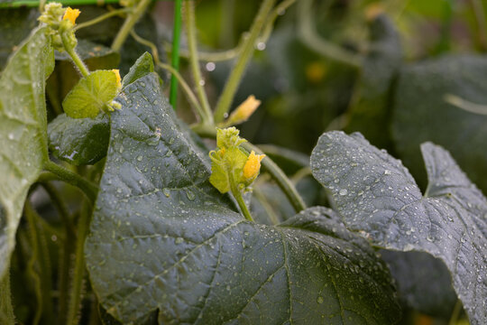 Close up photo of yellow cantaloup bloom in a backyard garden raindrops on leafs.