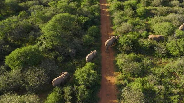 Aerial view of a herd of elephants walking along a dirt road through the lush green bushveld in Thabazimbi, Tumbeta Reserve, South Africa.