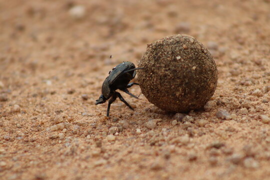 View of a dung beetle rolling a ball of dung across the sandy ground at Finfoot Lake Reserve By Dream Resorts in Bojating, North West, South Africa.