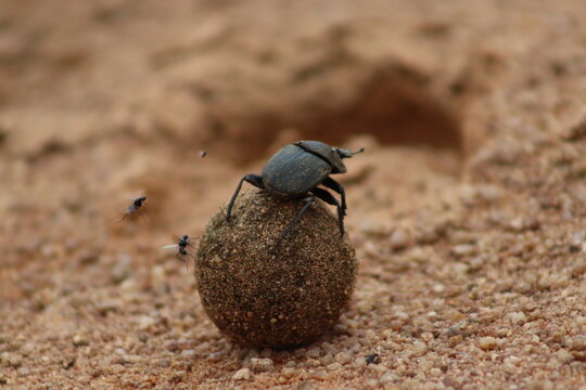 View of a dung beetle rolling a ball of dung on sandy ground with small flies nearby at Finfoot Lake Reserve in Bojating, North West, South Africa.