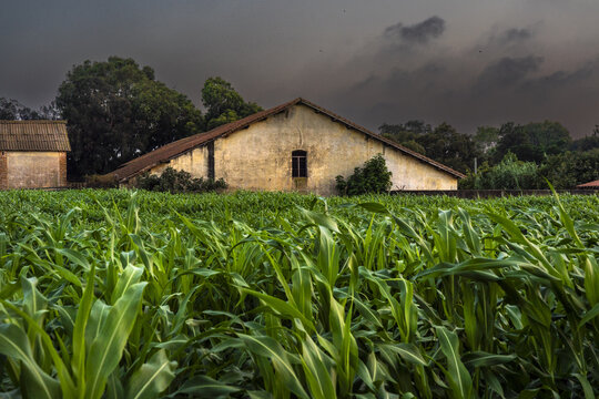 View of a field of green corn in front of a rustic weathered building under a dark stormy sky in Algeria.