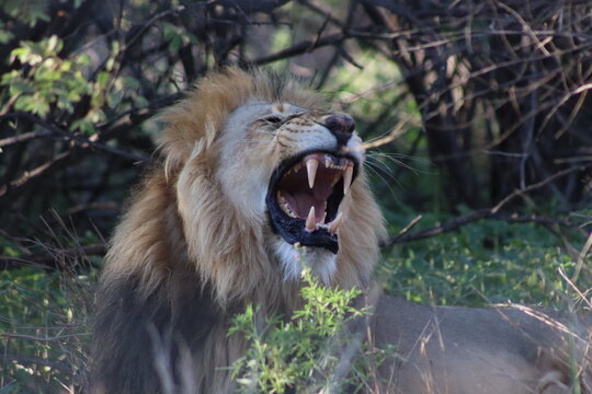 View of a male lion with a thick mane roaring in the bush at Tumbeta Private Game Reserve, Thabazimbi, Limpopo, South Africa.