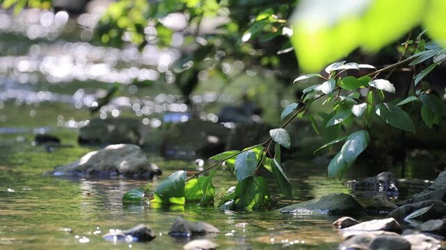 Un arbre et une rivi&egrave;re dans la for&ecirc;t