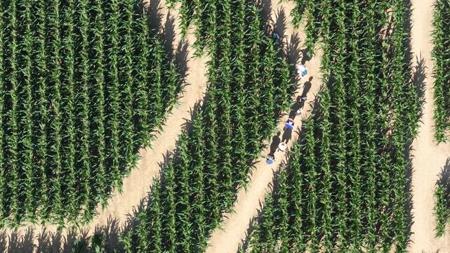 Aerial view of people walking through the Labyrinthe de mais corn maze with long shadows cast on the dirt paths in Soultz-Haut-Rhin, Grand Est, France.