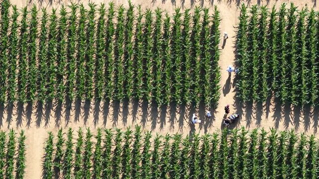Aerial view of Labyrinthe de mais with people walking along paths in the corn field in Soultz-Haut-Rhin, Grand Est, France.