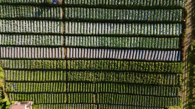 Aerial view of vegetable farm with rows of crops covered in plastic mulch in Batu, East Java, Indonesia.
