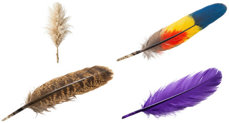 A collection of decorative feather plumes and pampas grass stems in vivid and natural tones. © wagnerPhoto