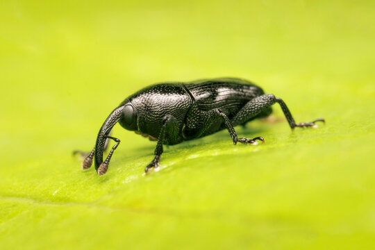 Tiny Wavy Flower Weevil resting on a green leaf on a summer afternoon.
