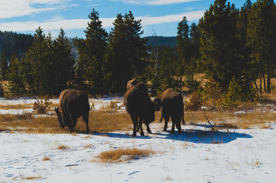 buffalo in a snow field