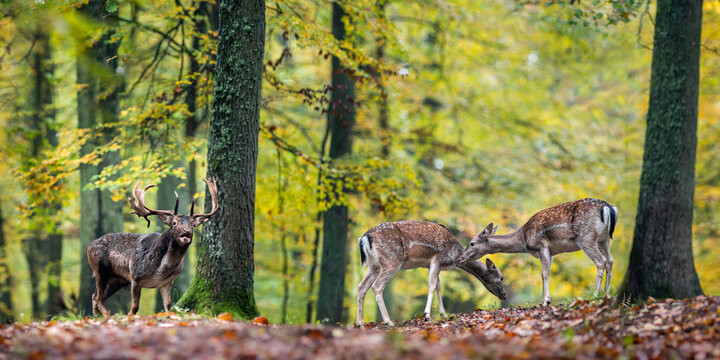 View of a male fallow deer with large antlers standing near two female deer in a forest with autumn leaves in Debrzno, Pomeranian Voivodeship, Poland.