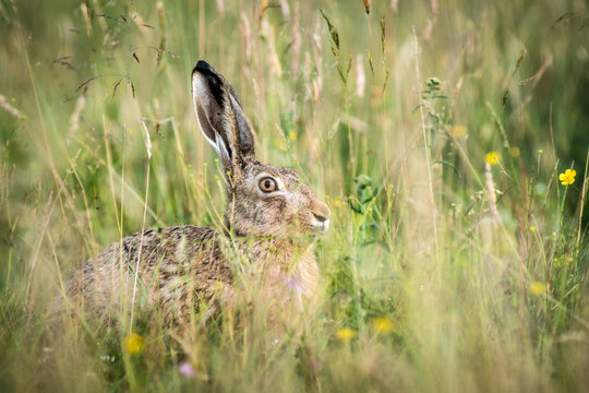 View of a European hare sitting in tall green grass with wildflowers in Debrzno, Pomeranian Voivodeship, Poland.