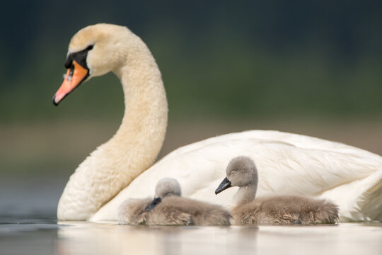View of a graceful mute swan swimming with two small fluffy cygnets in a calm lake in Debrzno, Pomeranian Voivodeshi, Poland.