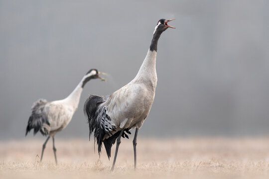View of two common cranes standing in a field with one bird calling out in the misty landscape of Debrzno, Pomeranian Voivodeship, Poland.