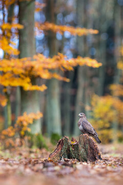View of a common buzzard perched on a tree stump in a forest with vibrant autumn foliage in Debrzno, Pomeranian Voivodeshi, Poland.