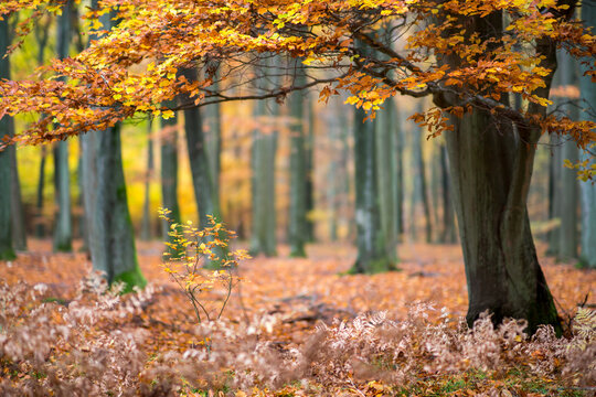 View of a vibrant autumn forest with golden leaves on the trees and a carpet of fallen foliage on the ground in Debrzno, Pomeranian Voivodeship, Poland.