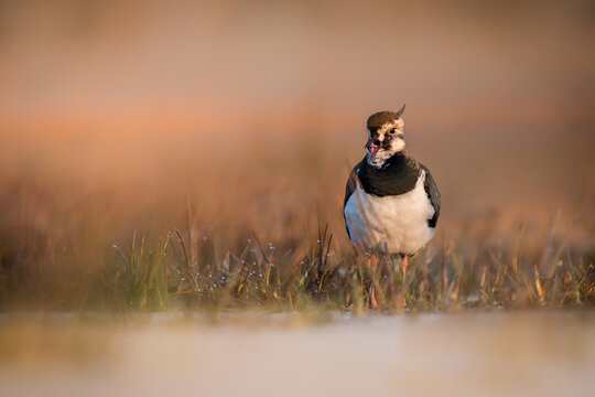 View of a northern lapwing standing in a grassy field during golden hour in Debrzno, Pomeranian Voivodeship, Poland.