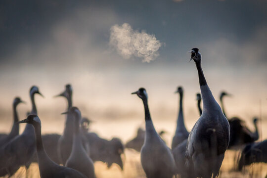 View of a flock of common cranes standing in a misty field at dawn with one bird calling and its breath visible in the cool morning air in Debrzno, Pomeranian Voivodeship, Poland.