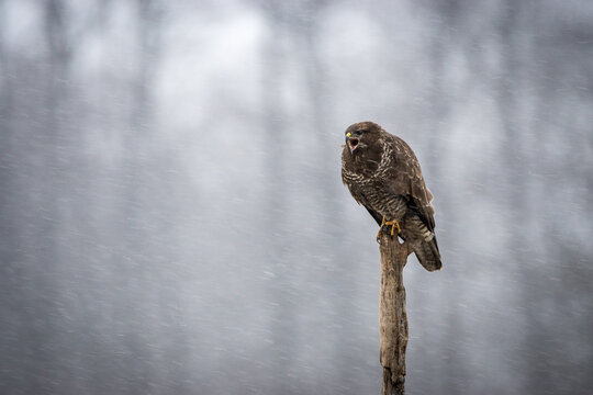 View of a common buzzard perched on a wooden post with its beak open during a light snowfall in a forest setting in Debrzno, Pomeranian Voivodeshi, Poland.