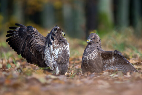View of two common buzzards interacting on the forest floor with brown autumn leaves in Debrzno, Pomeranian Voivodeship, Poland.