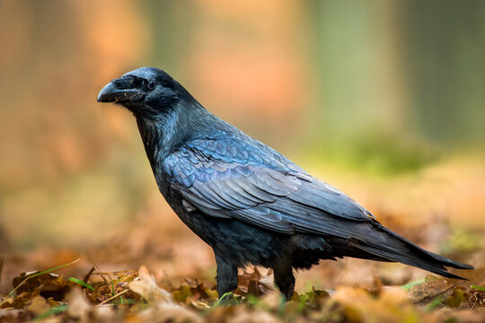 View of a common raven standing on a bed of fallen autumn leaves in a forest in Debrzno, Pomeranian Voivodeship, Poland.