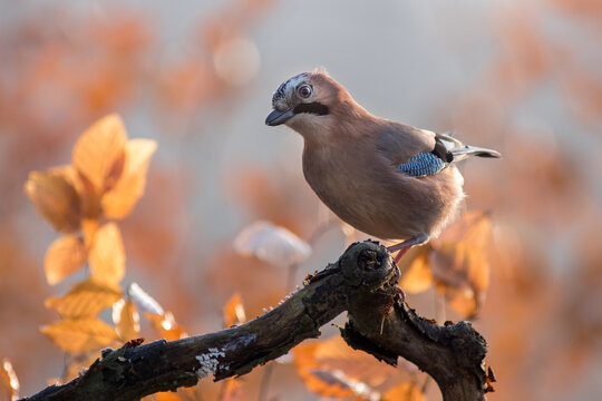View of a Eurasian jay perched on a mossy branch surrounded by blurred golden autumn leaves in Debrzno, Pomeranian Voivodeship, Poland.