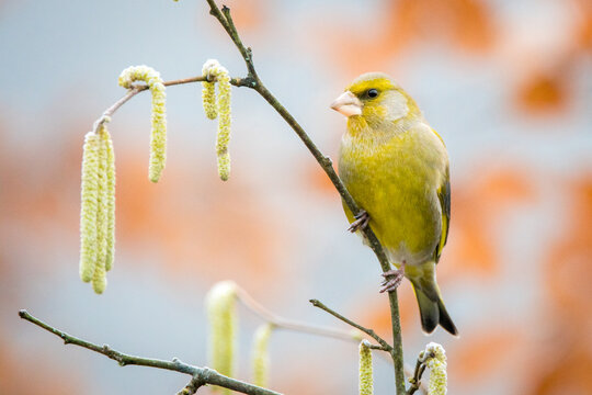 View of a European greenfinch perched on a thin branch with yellow catkins against a soft blurred background in Debrzno, Pomeranian Voivodeship, Poland.