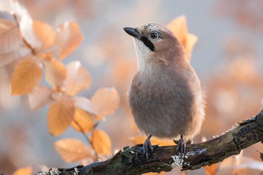 View of a Eurasian jay perched on a mossy branch with soft-focus brown autumn leaves in the background in Debrzno, Pomeranian Voivodeship, Poland.