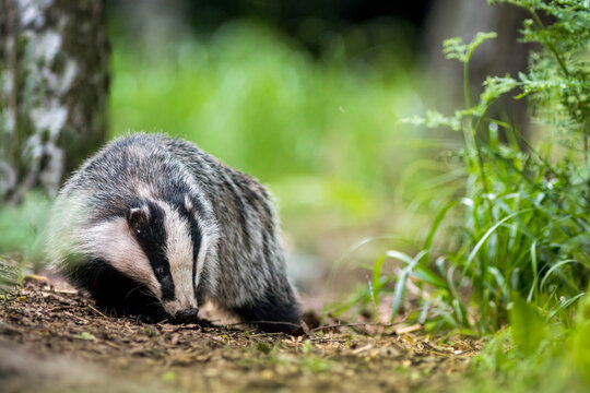 View of a European badger foraging on the forest floor with lush green vegetation and trees in the background in Debrzno, Pomeranian Voivodeship, Poland.